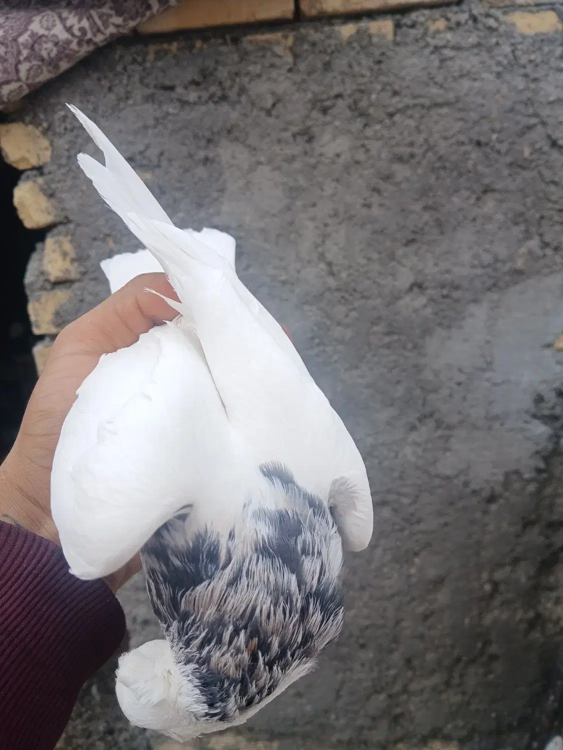 جفت طوقی|پرنده|لنجان, |دیوار