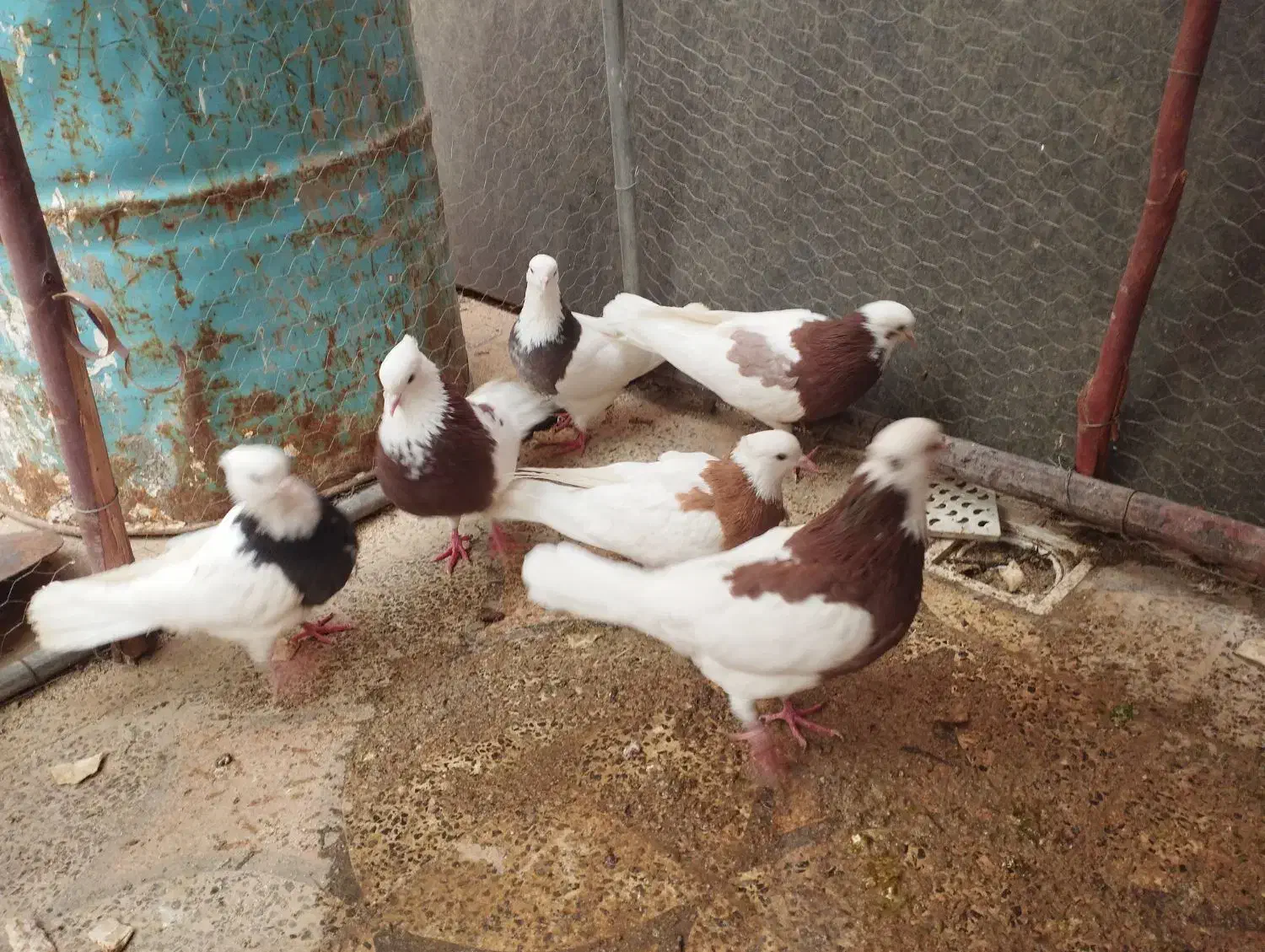 کبوتر|پرنده|معمولان, |دیوار