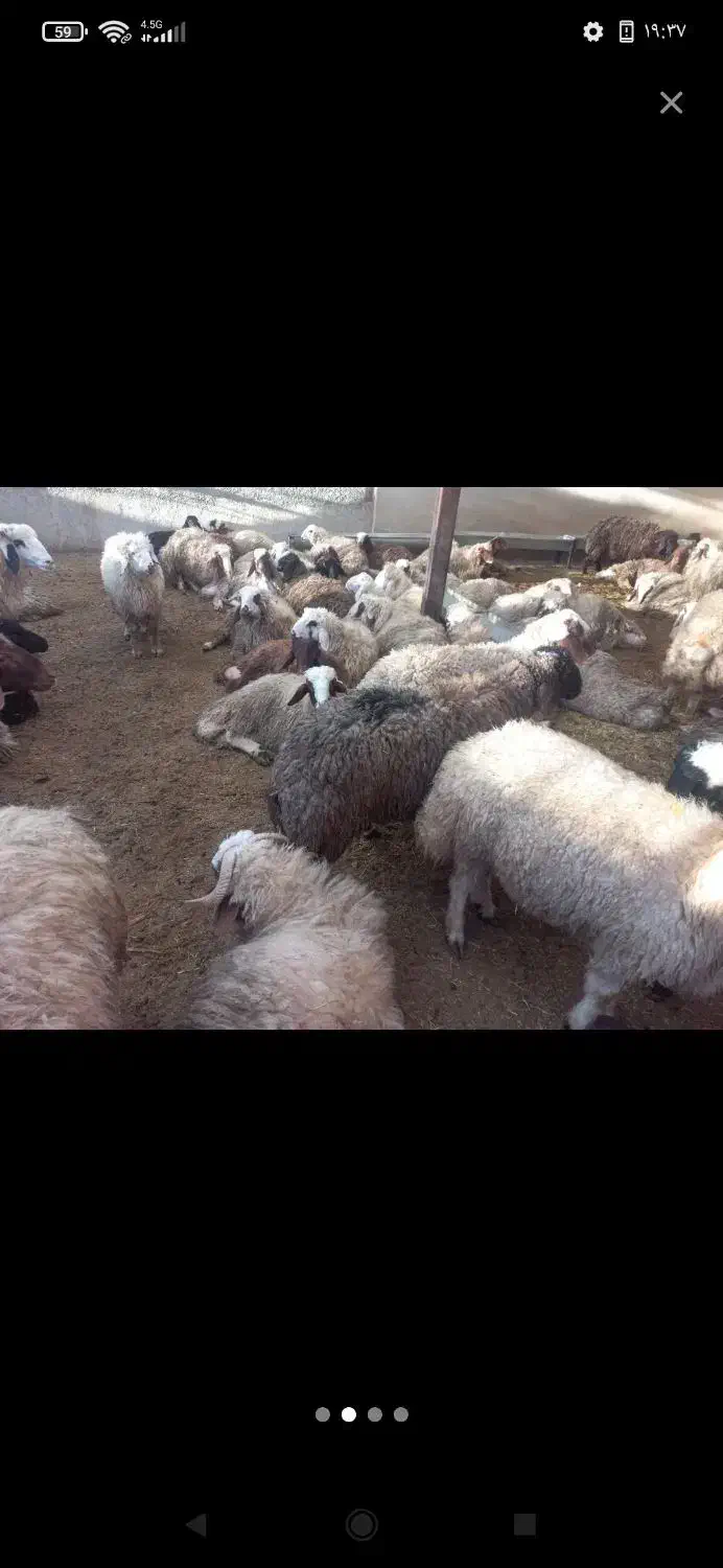 بره پرواری ۱۵راس|حیوانات مزرعه|ایوان, |دیوار