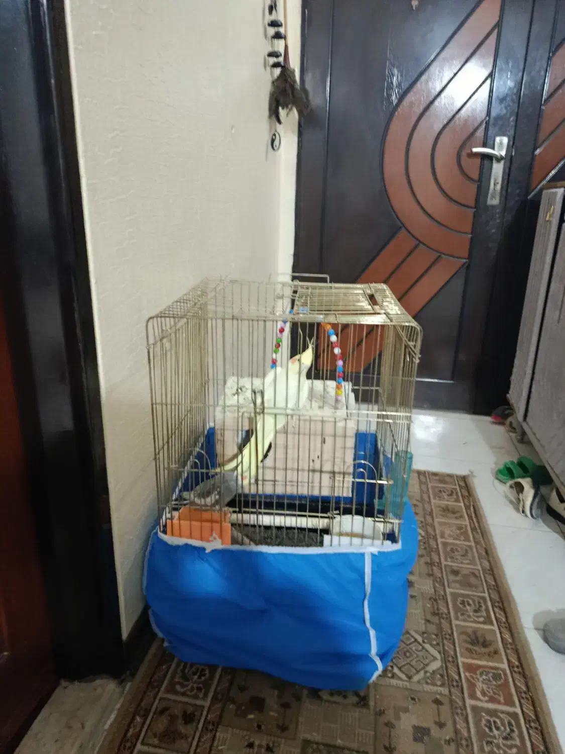 قفس بزرگ مخصوص طوطی کاسکو|لوازم جانبی حیوانات|شاهینشهر, گرگاب|دیوار