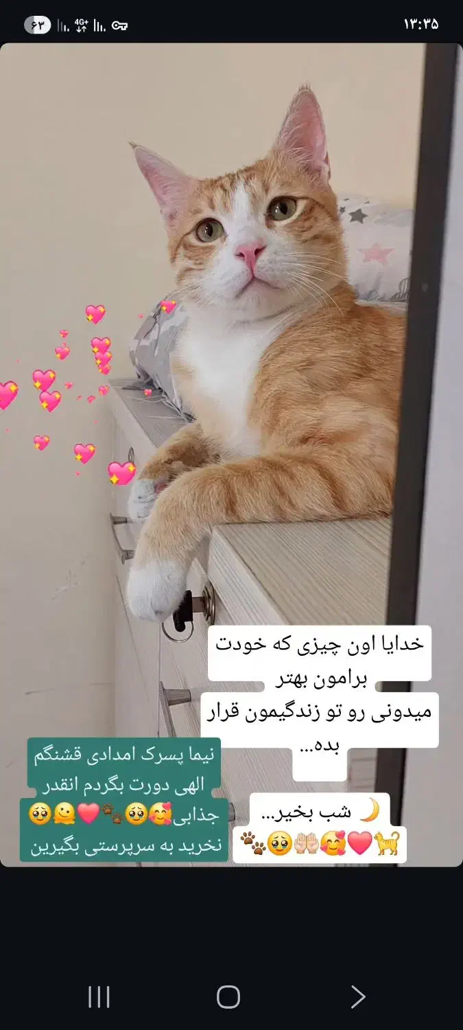 واگذاری واکسن زده شناسنامه داره|گربه|پرند, فاز ۶|دیوار