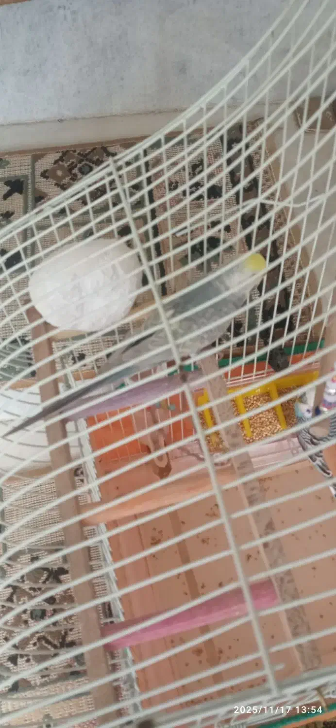 مرغ عشق رینبو|پرنده|سنندج, |دیوار