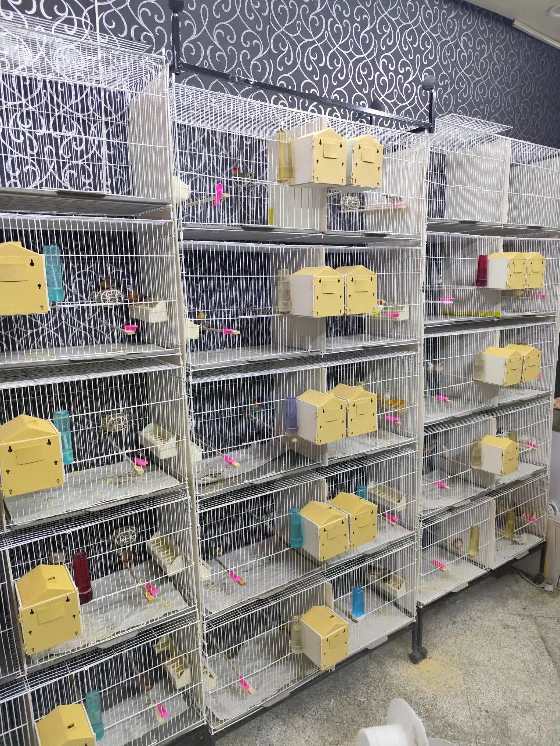 جوجه پارسون|پرنده|ری, دولت‌آباد|دیوار