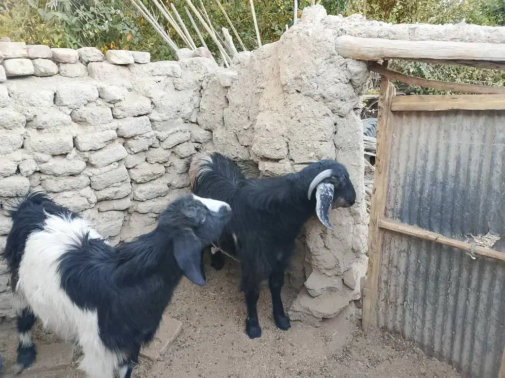 گتاچ خوب|حیوانات مزرعه|سراوان, |دیوار