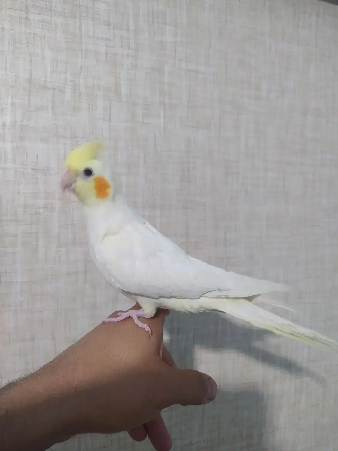 جوجه عروس هلندی|پرنده|ملایر, |دیوار