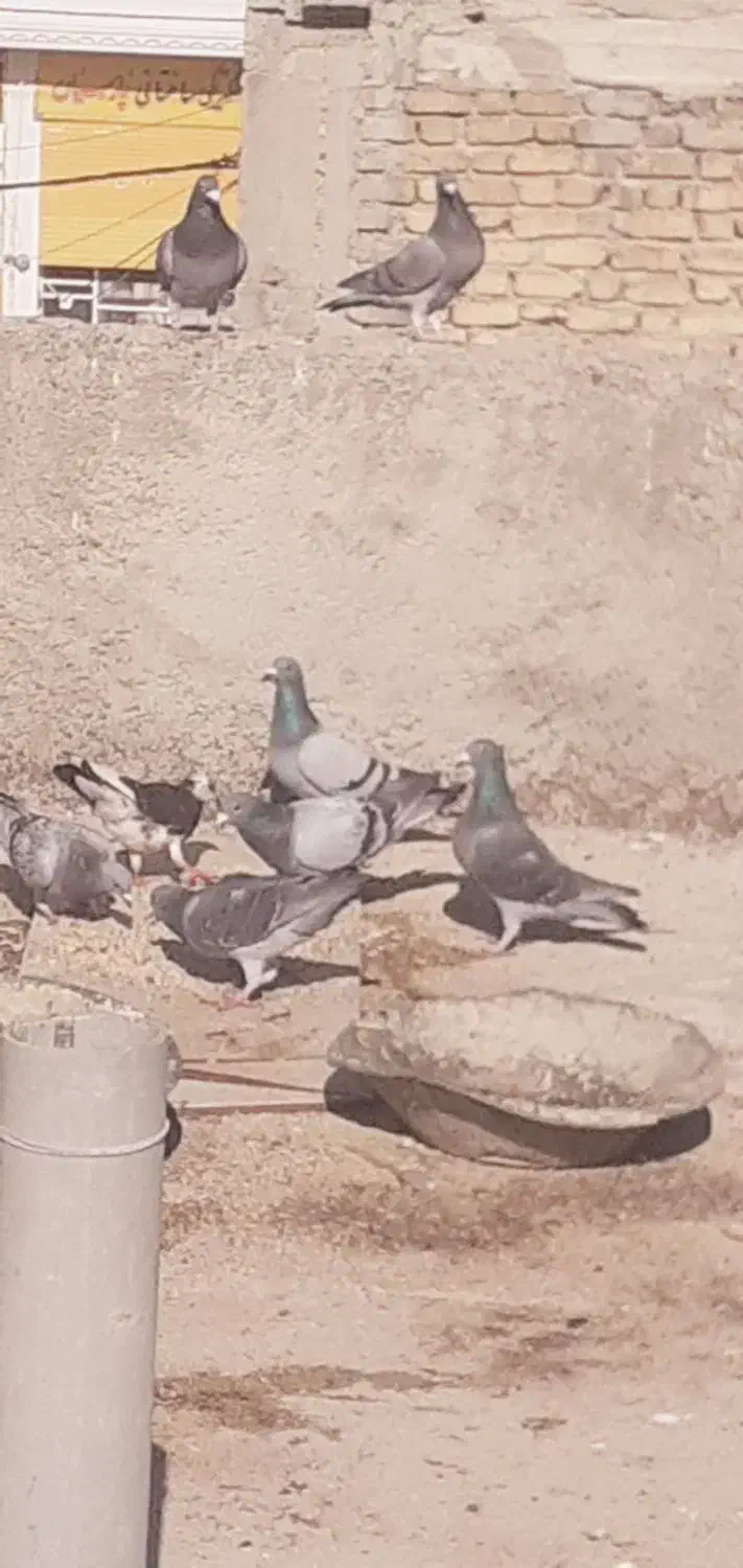 کفتر|پرنده|نورآباد ممسنی, |دیوار