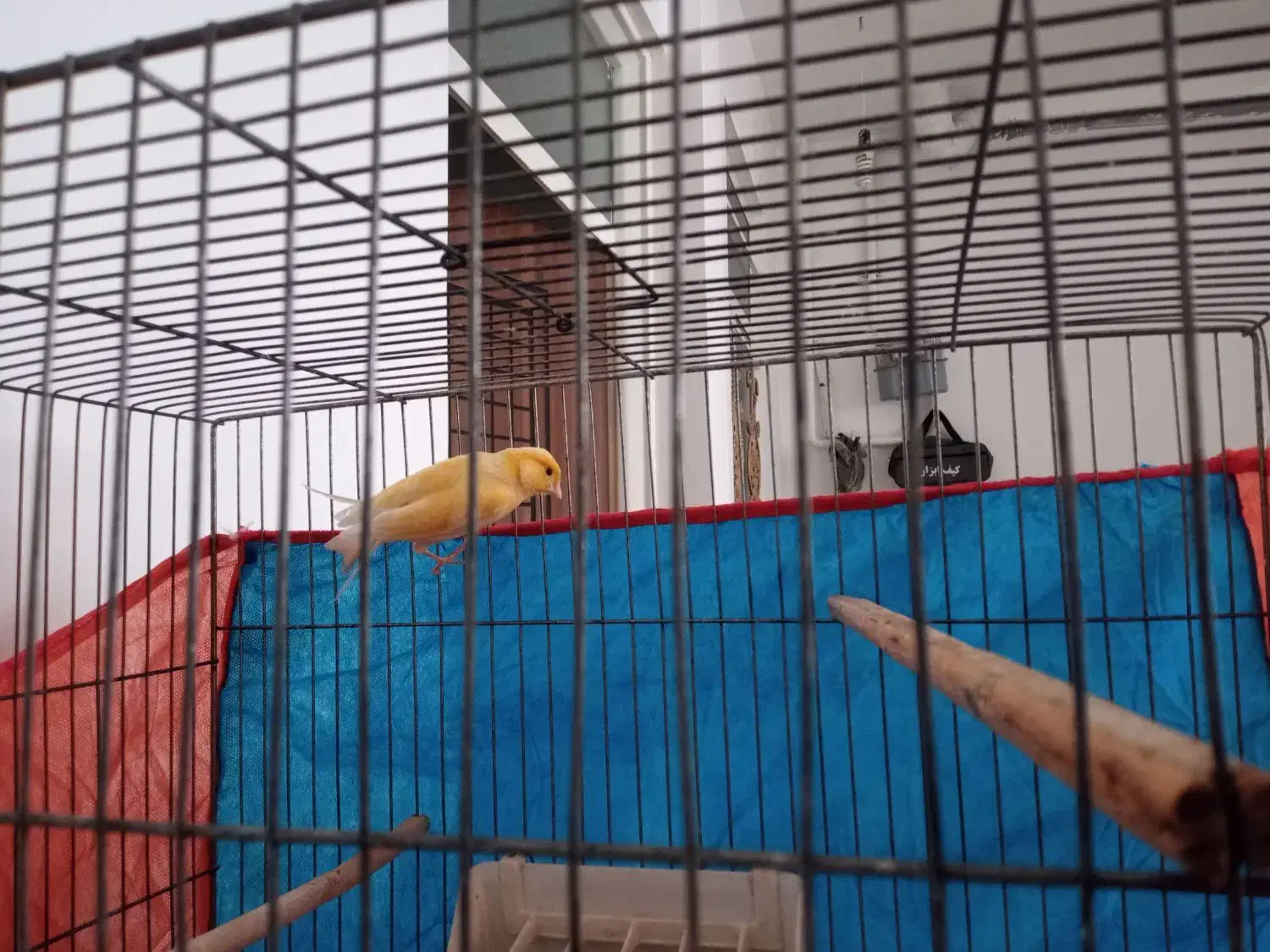 فروش یا معاوضه یک عدد مرغ مینا و قناری|پرنده|قم, ولیعصر|دیوار