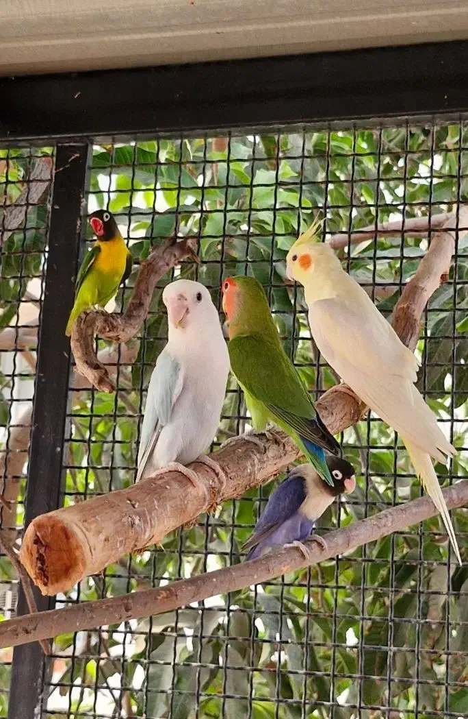 گرینچیک کوتوله برزیلی|پرنده|میناب, |دیوار