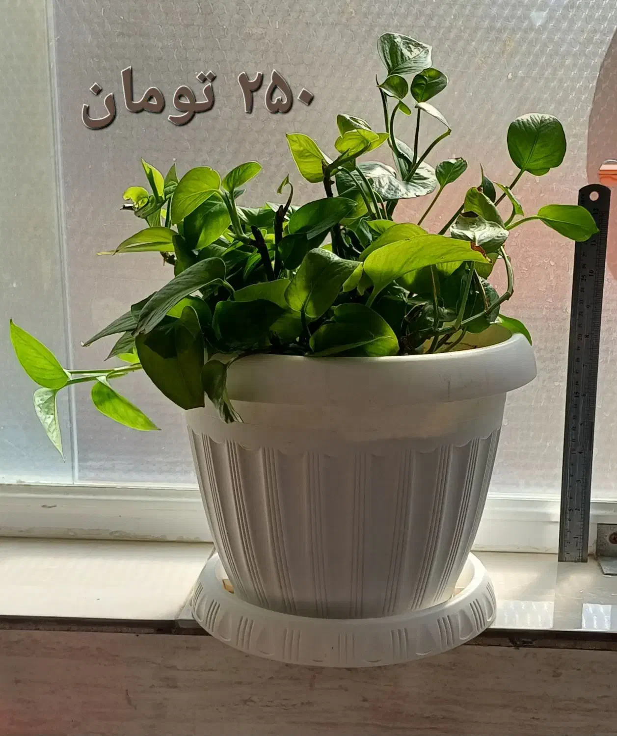 انواع گلدان‌های طبیعی سانسوریا پتوس قاشقی|گل و گیاه طبیعی|قم, شهدا|دیوار