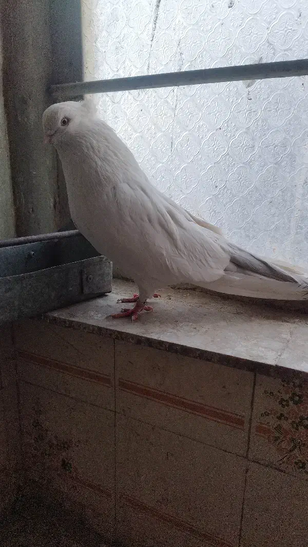 کبوتر نقش سفید مهر نوک ریز|پرنده|سمنان, |دیوار