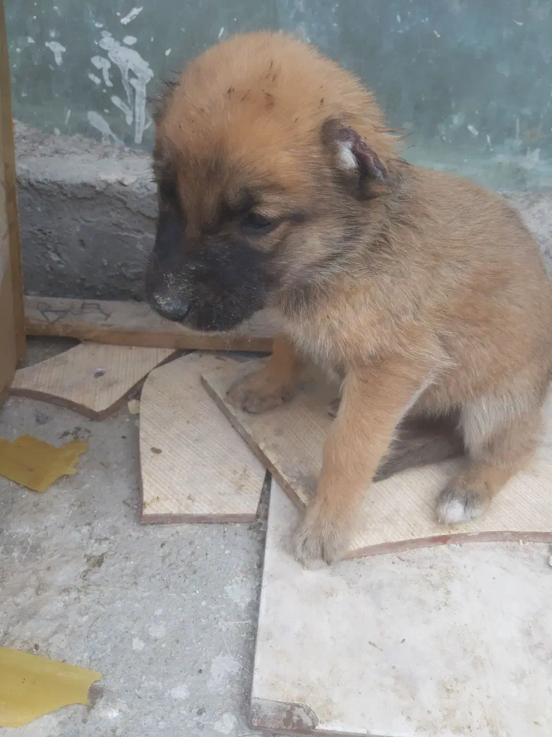 واگزاری سگ|سگ|یزد, |دیوار