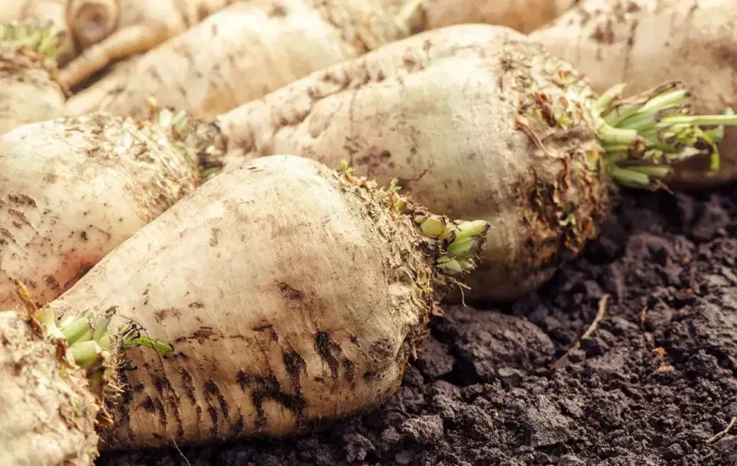 چغندر قند|عمدهفروشی|بشاریات, |دیوار