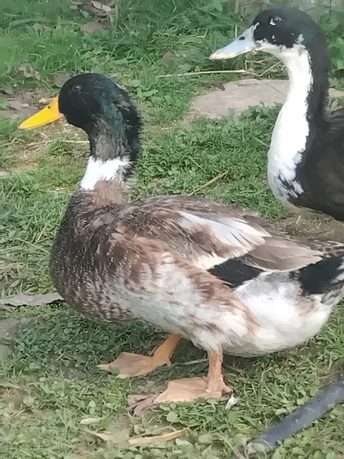 ۴۰ عدد اردک نر|حیوانات مزرعه|رشت, فلسطین|دیوار