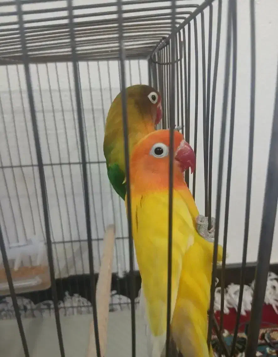 کوتوله برزیلی|پرنده|فولادشهر, مسکن مهر فولادشهر|دیوار