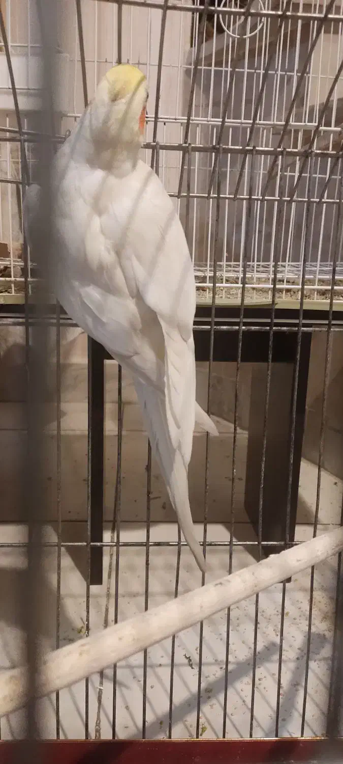 عروس هلندی نر|پرنده|کلیبر, |دیوار