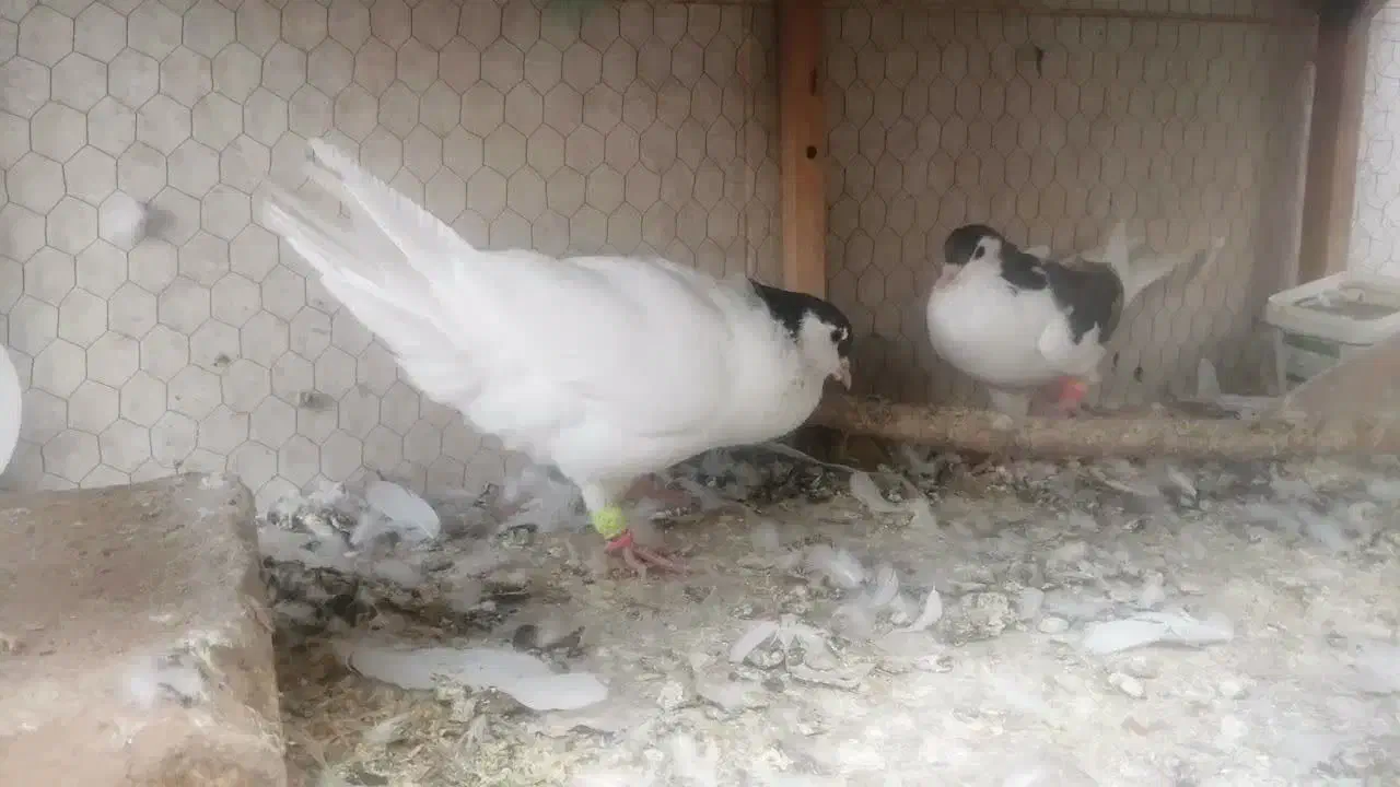 فروش یک جفت ساده شاخی|پرنده|کاشمر, |دیوار