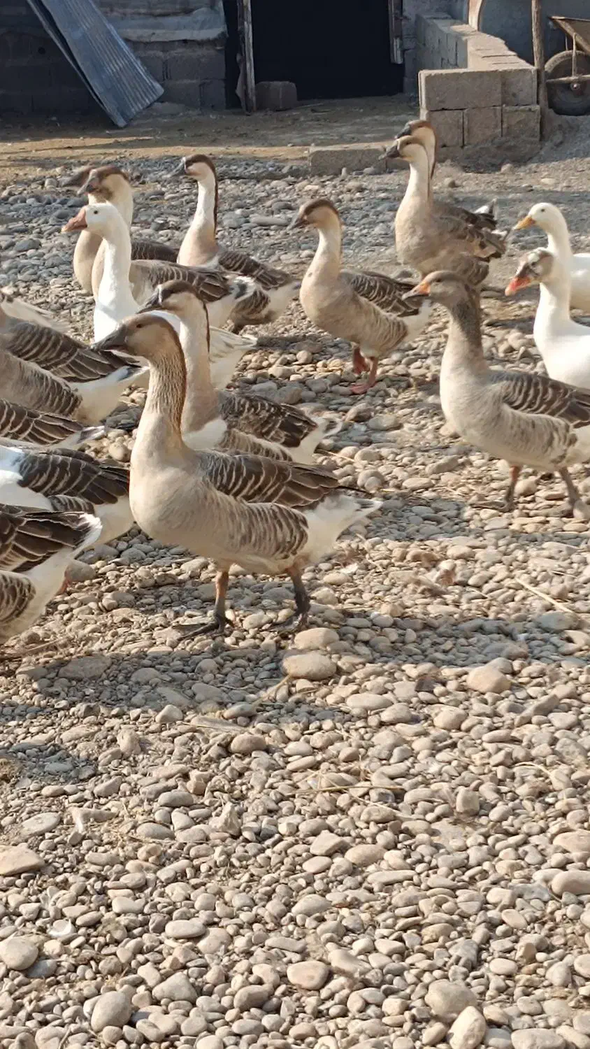 غوغاز و غاز|حیوانات مزرعه|سنگر, |دیوار