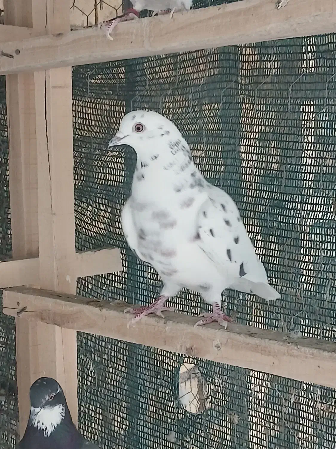 کبوتر پرشی .|پرنده|مبارکه, |دیوار