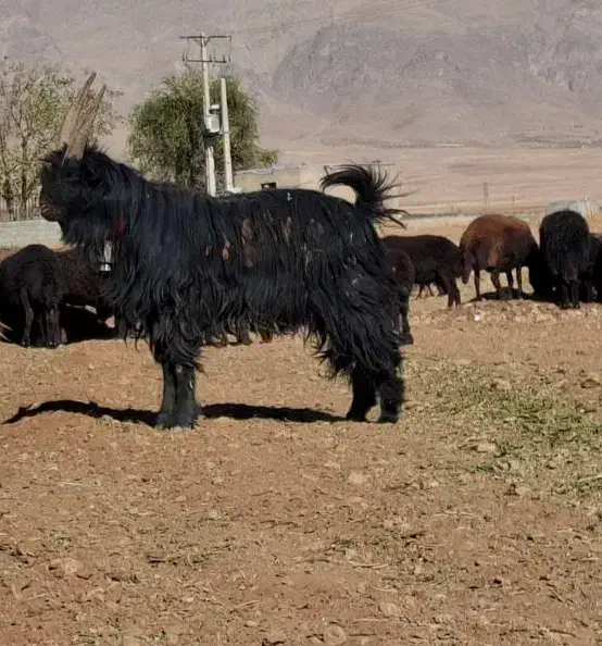 چپش دبری|حیوانات مزرعه|چادگان, |دیوار