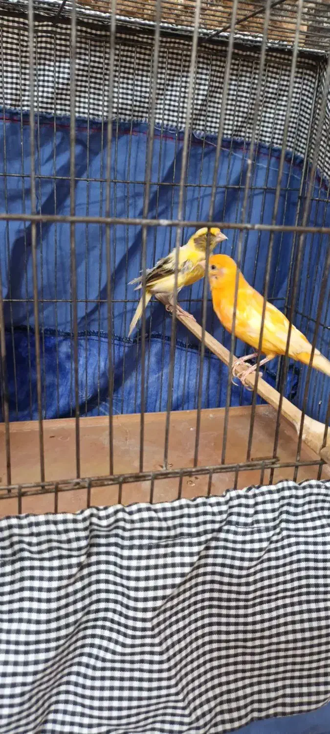 دوتا قناری ماده آماده|پرنده|خرمآباد, |دیوار