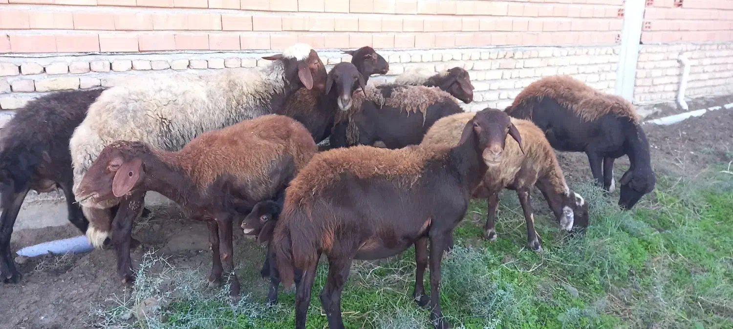 ۳تا بره مار ۳تا شیر کرده یک قوچ|حیوانات مزرعه|آق قلا, |دیوار