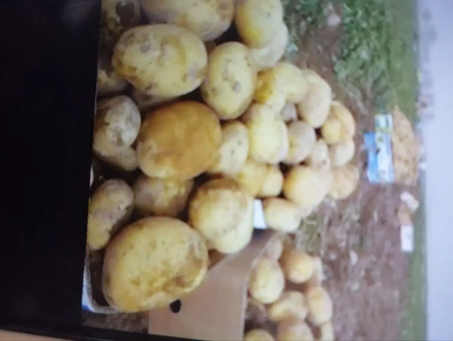 سیب زمینی|خوردنی و آشامیدنی|خاوه, |دیوار