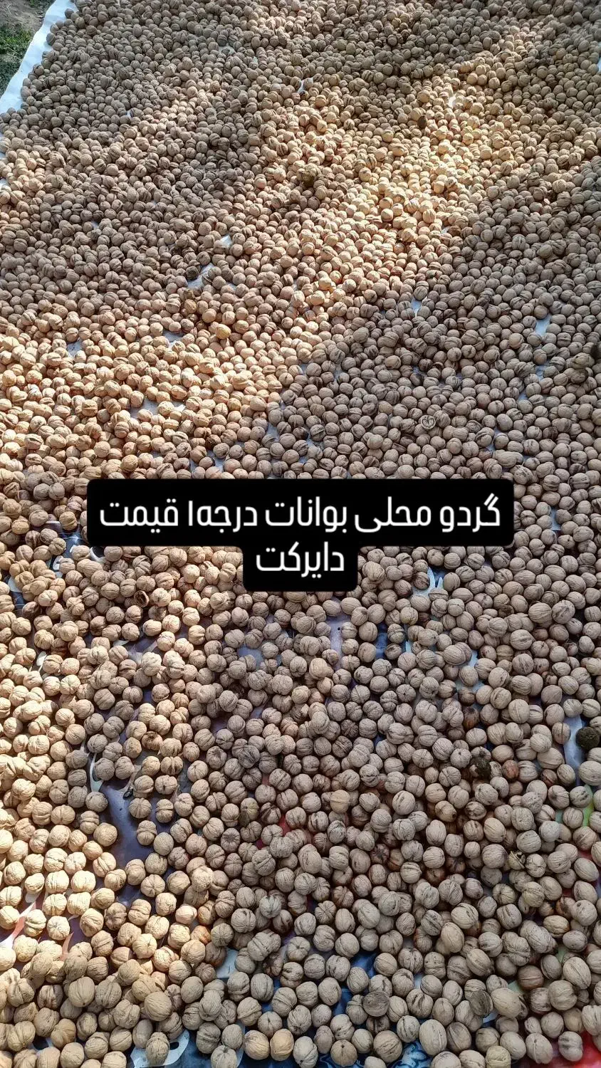 گردو بوانات|خوردنی و آشامیدنی|صدرا-فارس, فاز ۲|دیوار