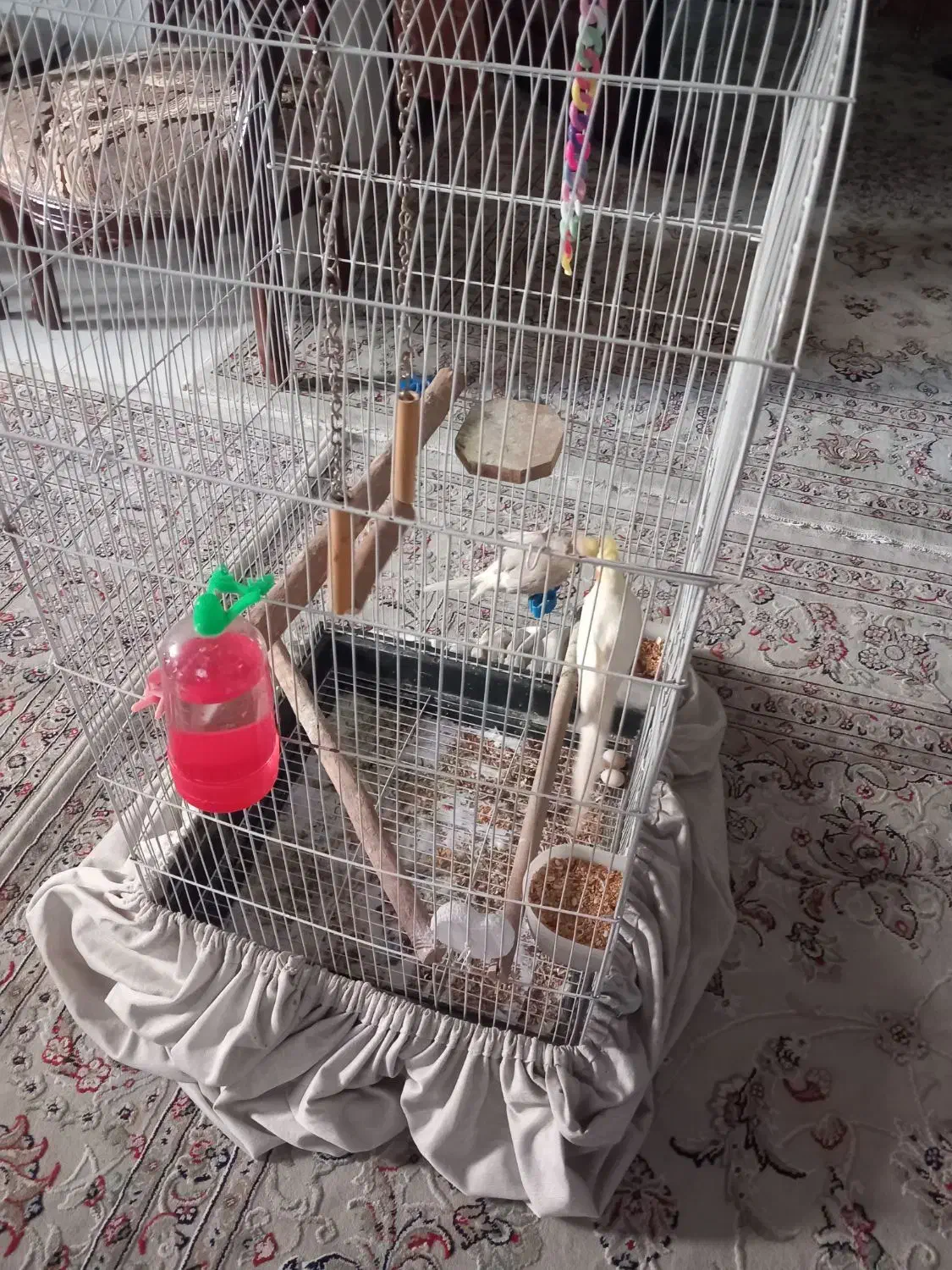 یک جفت عروس هلندی با قفس|پرنده|وحیدیه, |دیوار