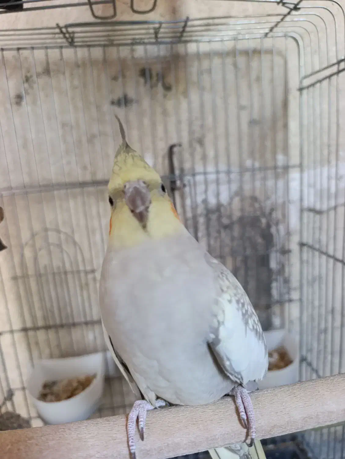 عروس هلندی|پرنده|صحنه, |دیوار