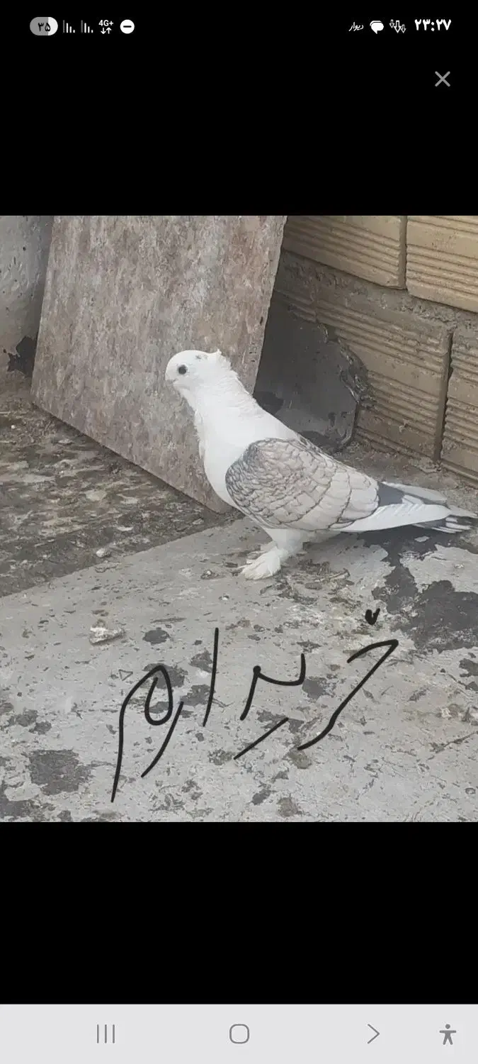 هر گونه پلژیکی به عکس دقت کنید|پرنده|بندر انزلی, معلم|دیوار