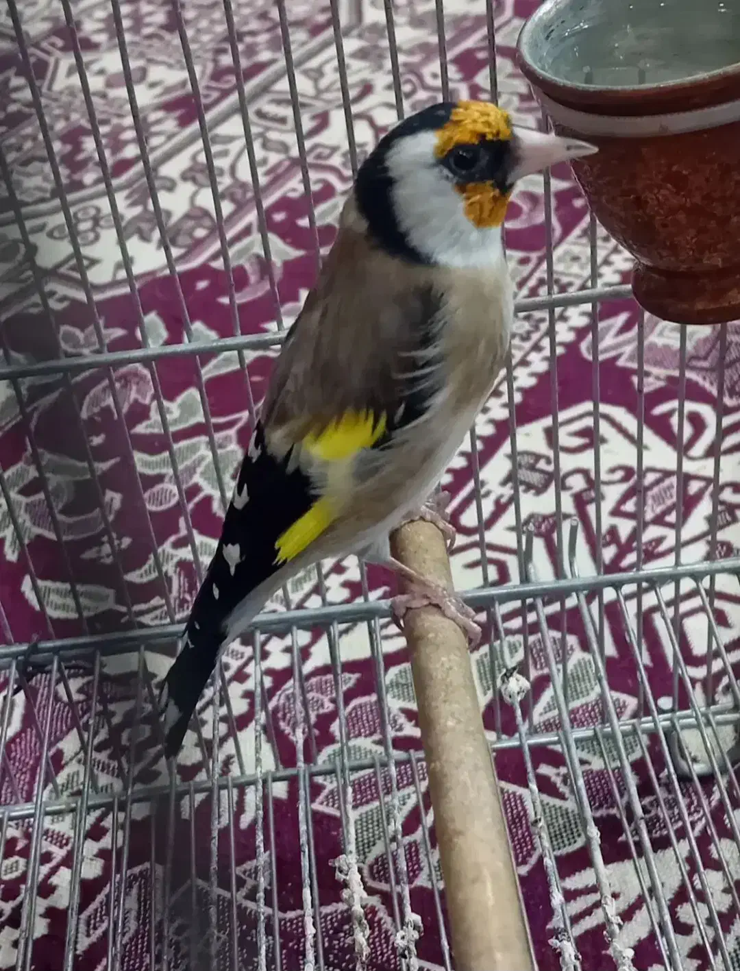 سهره نر بخون عروسک|پرنده|ساوه, |دیوار