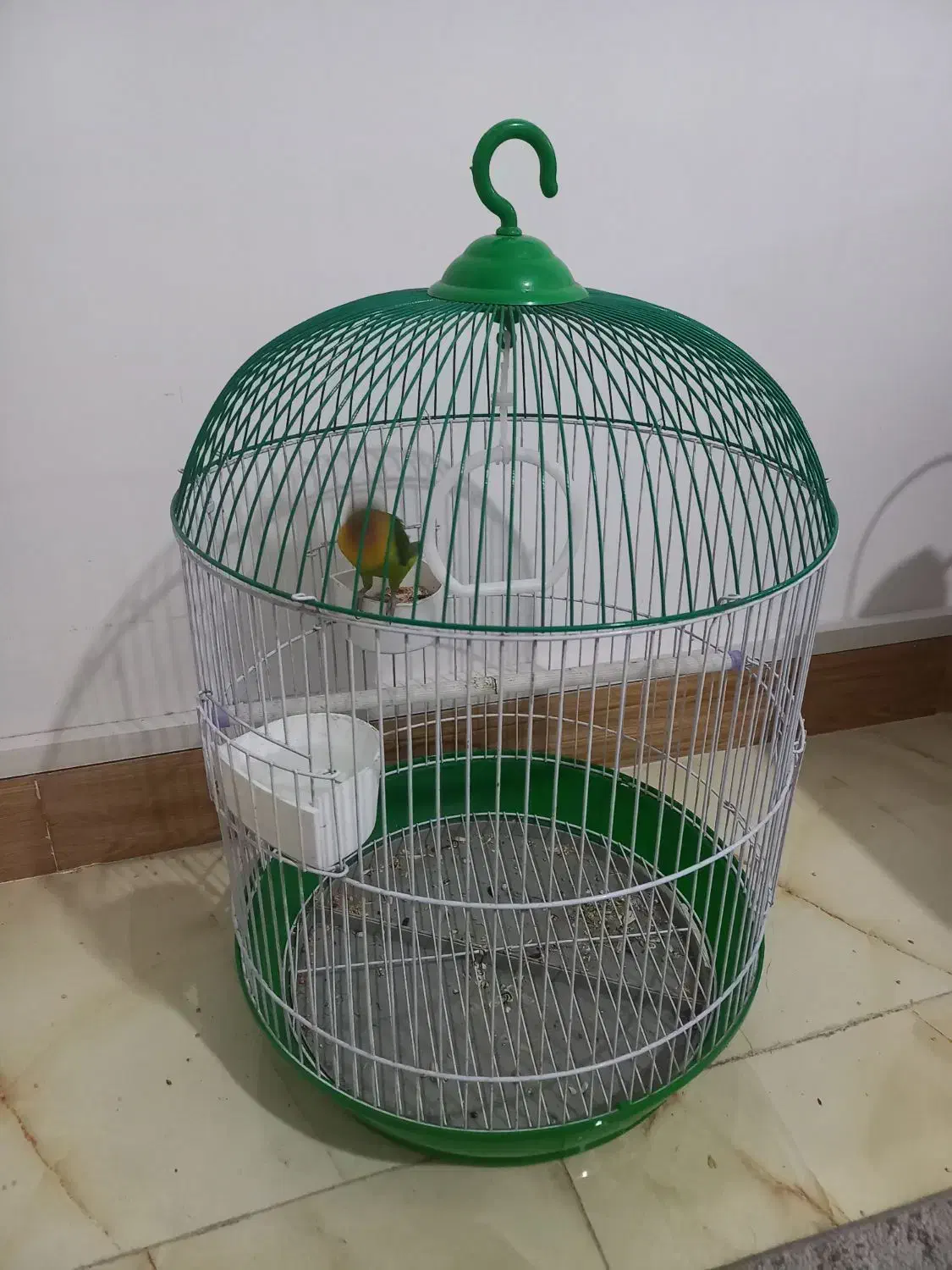 طوطی برزیلی|پرنده|لاهیجان, خالو باغ|دیوار