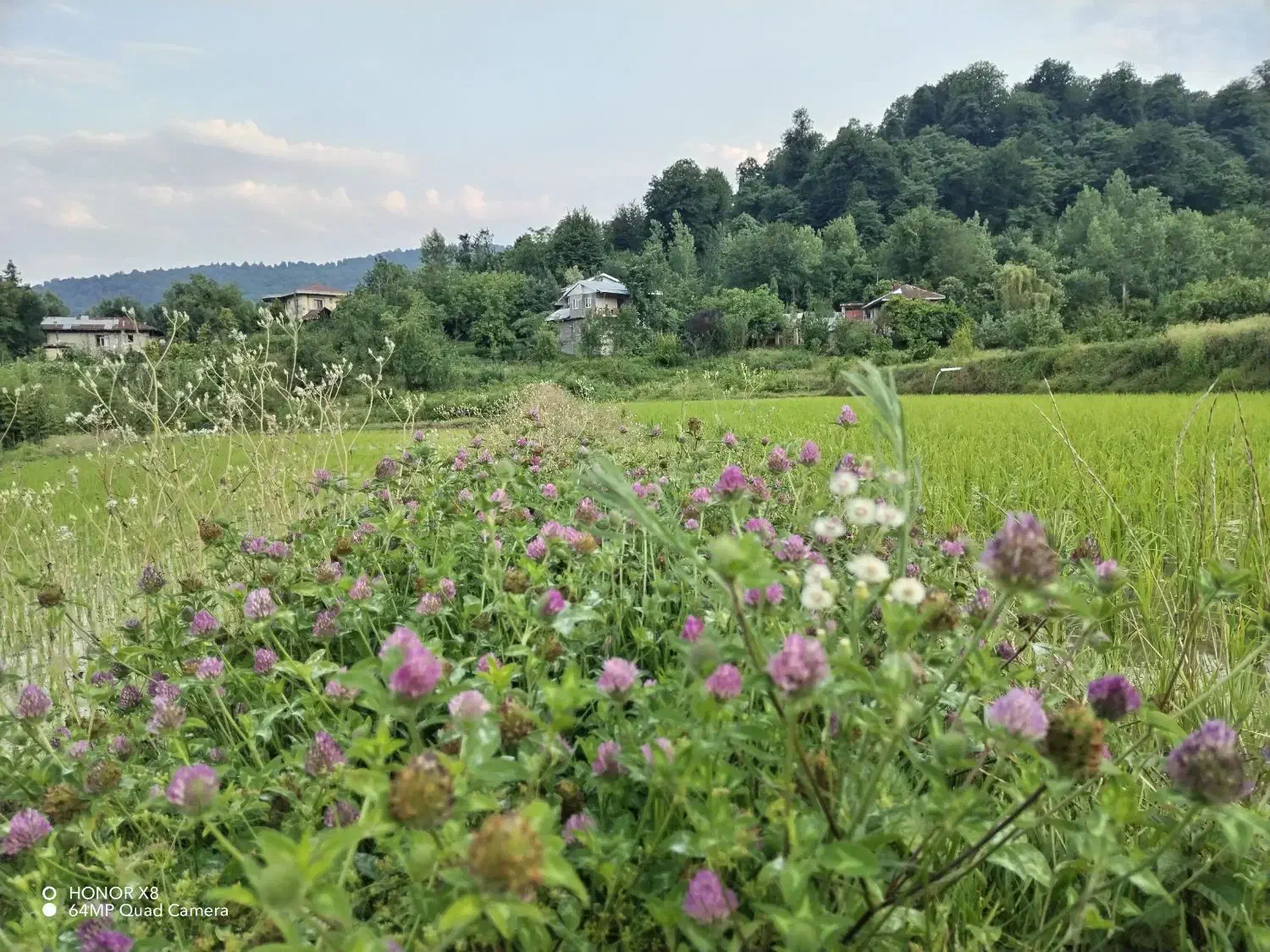 سوئیت جنگلی محرمان|اجارهٔ کوتاه‌مدت آپارتمان و سوئیت|احمدسرگوراب, |دیوار