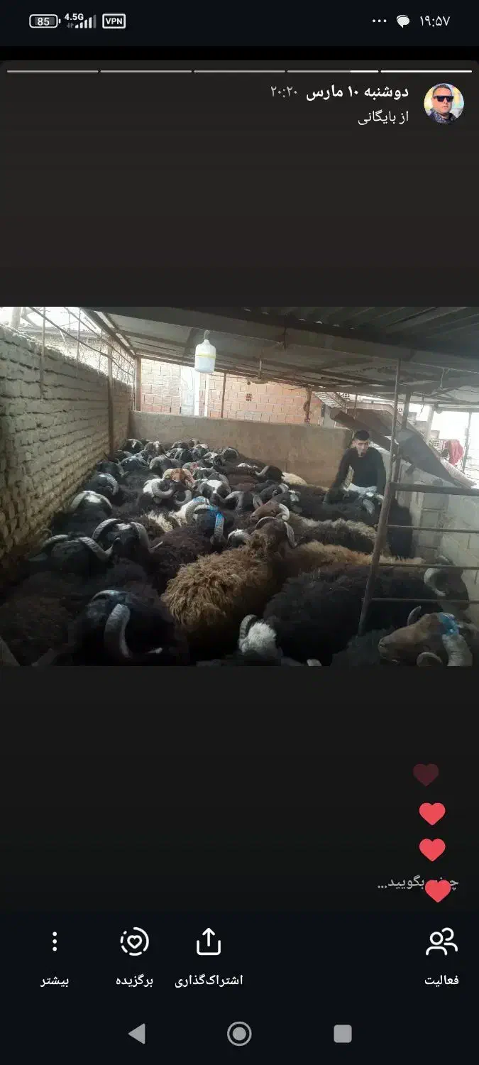 دام|حیوانات مزرعه|خان ببین, |دیوار