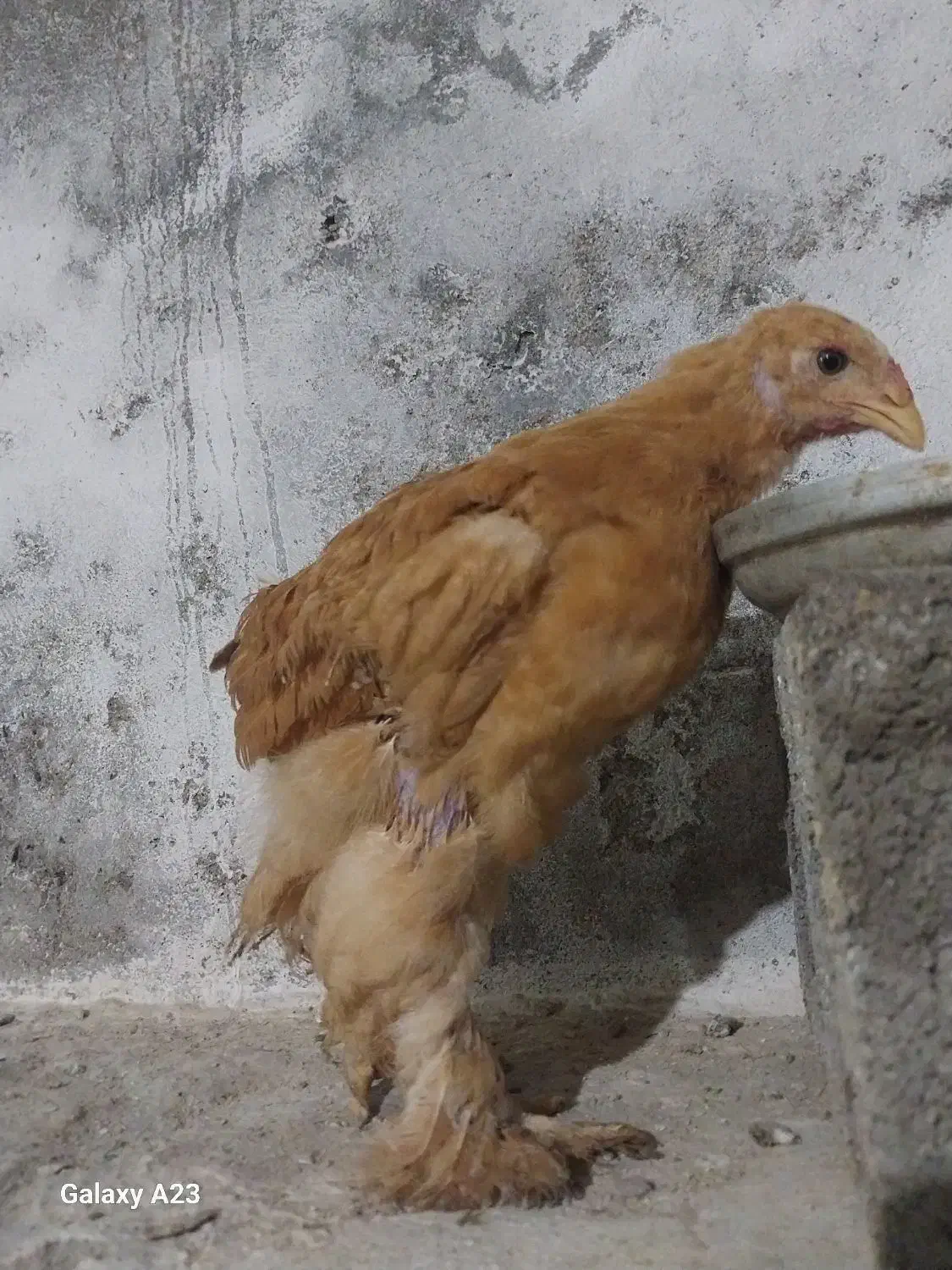 88عدد جوجه نژاددار درهم برهما گلین آمرکانا لاری|حیوانات مزرعه|آمل, |دیوار