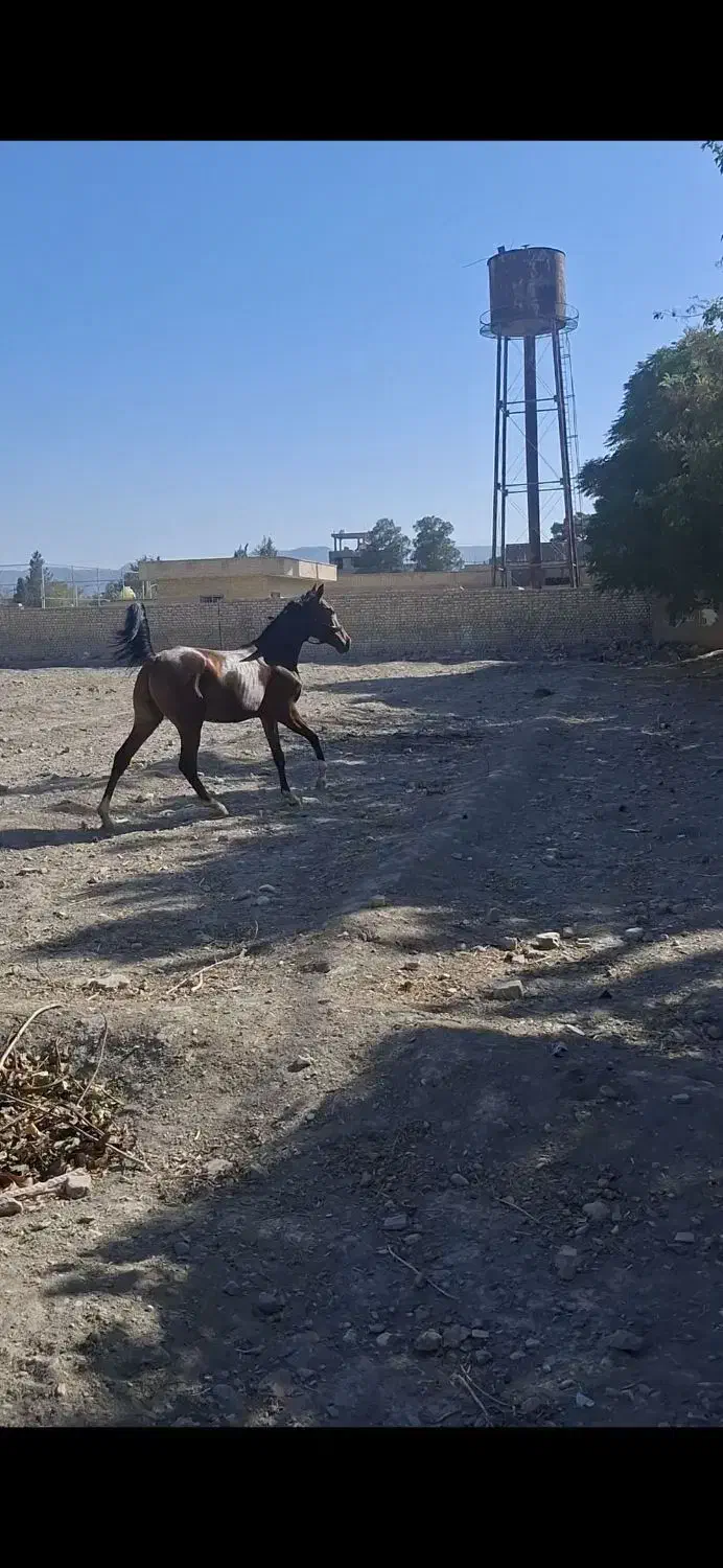 اسب کرد|اسب و تجهیزات اسب‌سواری|فلاورجان, |دیوار