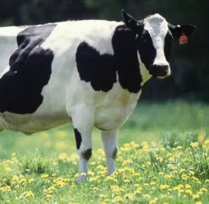 گاو گوسفند بز|حیوانات مزرعه|عباسآباد, |دیوار