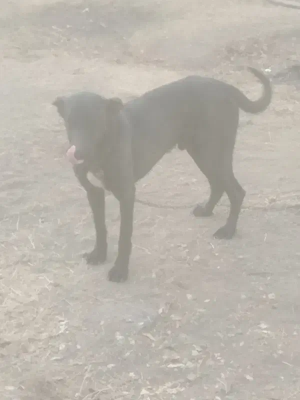 سگ نگهبان|سگ|رودهن, |دیوار