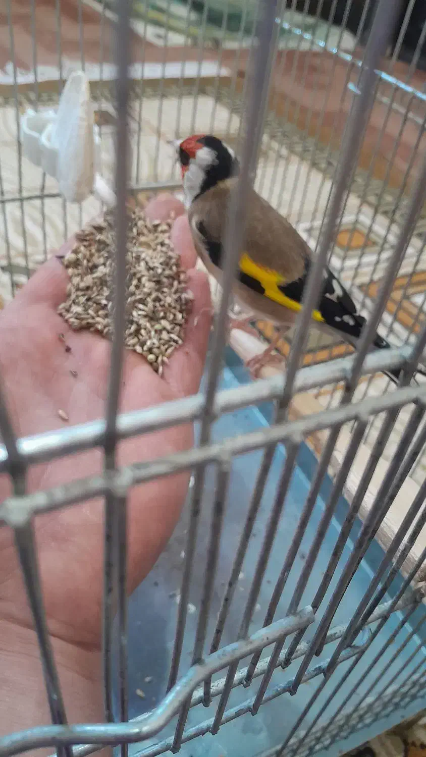 سهره نر|پرنده|بوئین زهرا, |دیوار