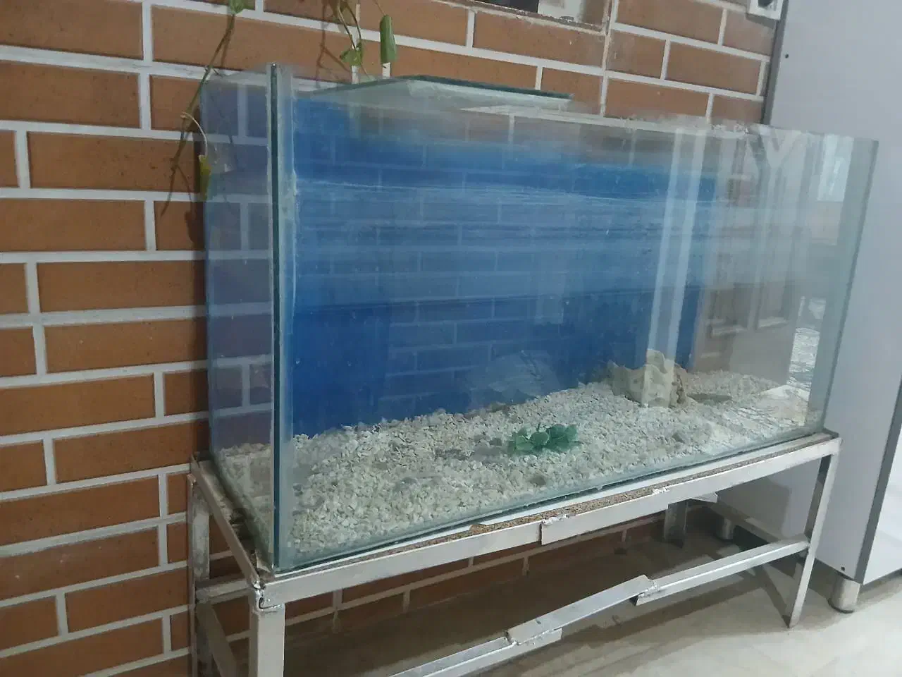 آکواریوم|ماهی|فردوسیه, |دیوار