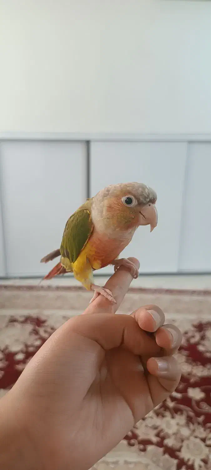 گرینچیک|پرنده|قم, باسکول|دیوار