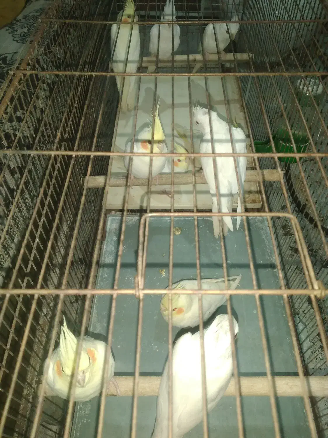 عروس هلندی لوتینو و البینو نه ماهه|پرنده|ابهر, |دیوار