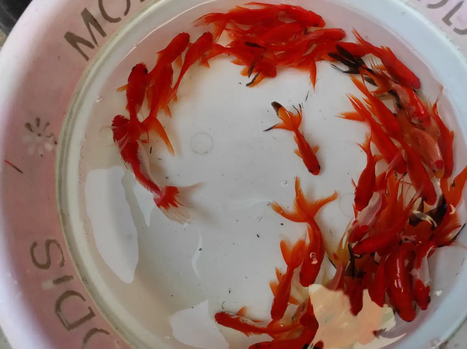 ماهی قرمز و گلدفیش|ماهی|اصفهان, پوریای ولی|دیوار