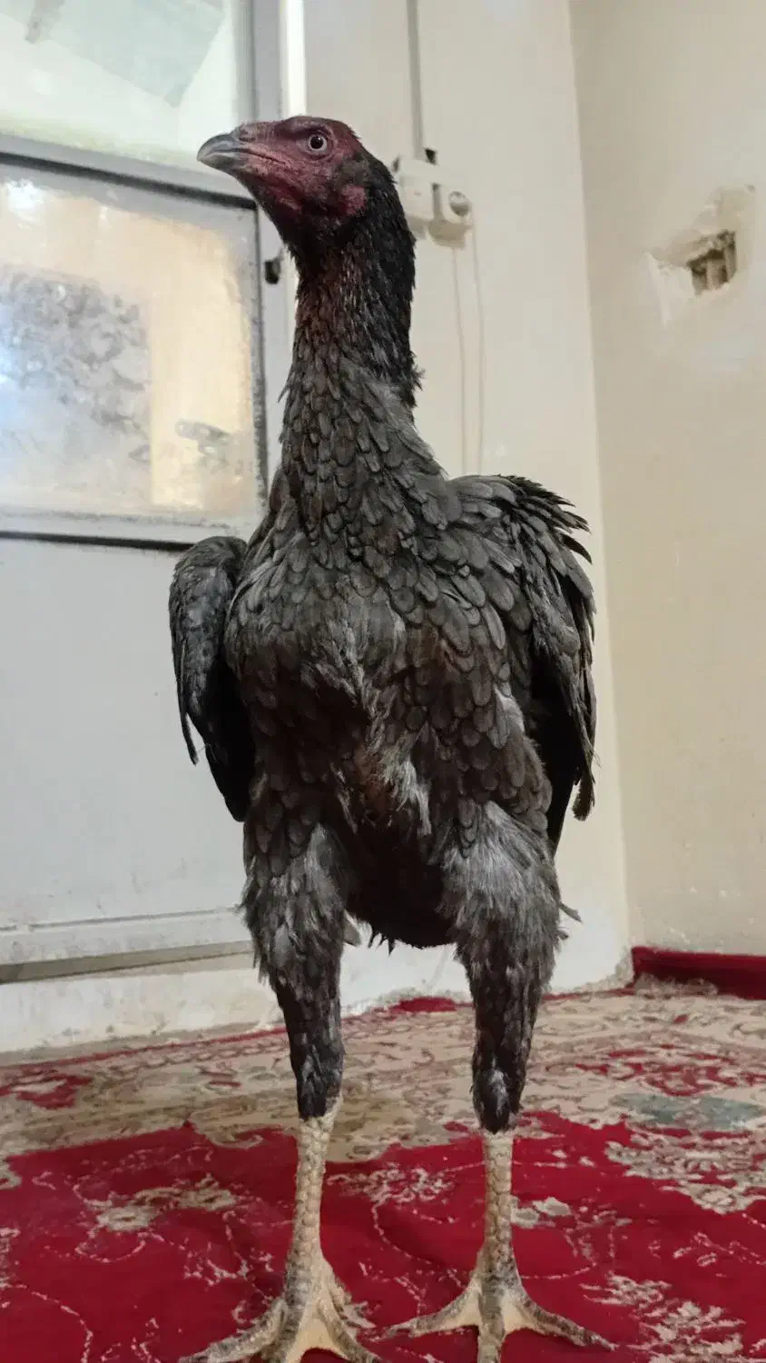 مرغ لاری طوس|حیوانات مزرعه|تهران, بوستان ولایت|دیوار