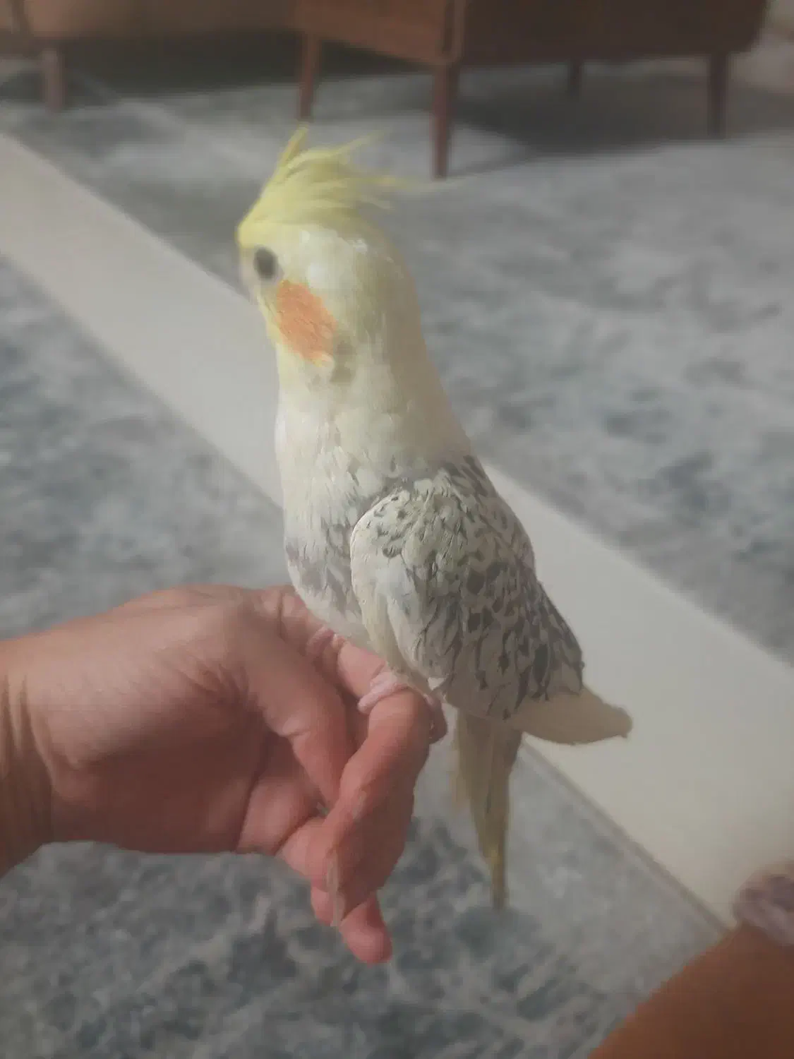 طوطی عروس فول رام|پرنده|آمل, |دیوار