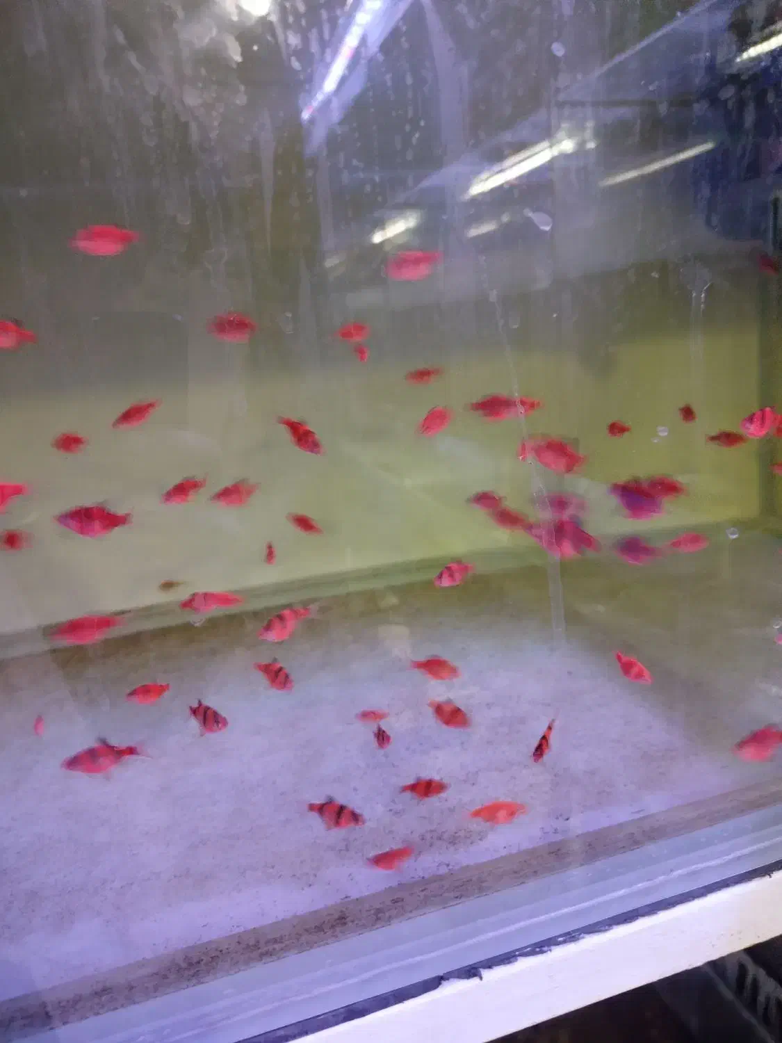 کت فیش کالر ویدئو دالر فایتر تایگر پرت کت فیش|ماهی|کرج, شاهین‌ویلا|دیوار