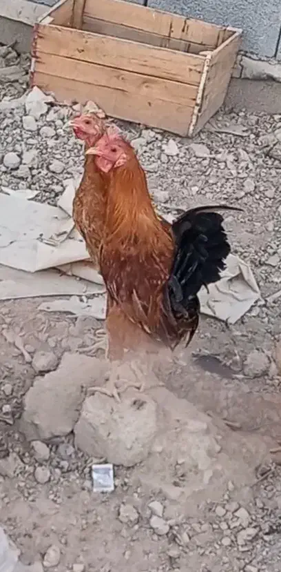 خروس عربی|حیوانات مزرعه|چمران, |دیوار