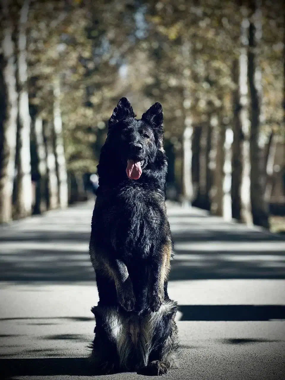 داگو گریت دین آکیتا آلابای خراسانی|سگ|تهران, سعادت‌آباد|دیوار