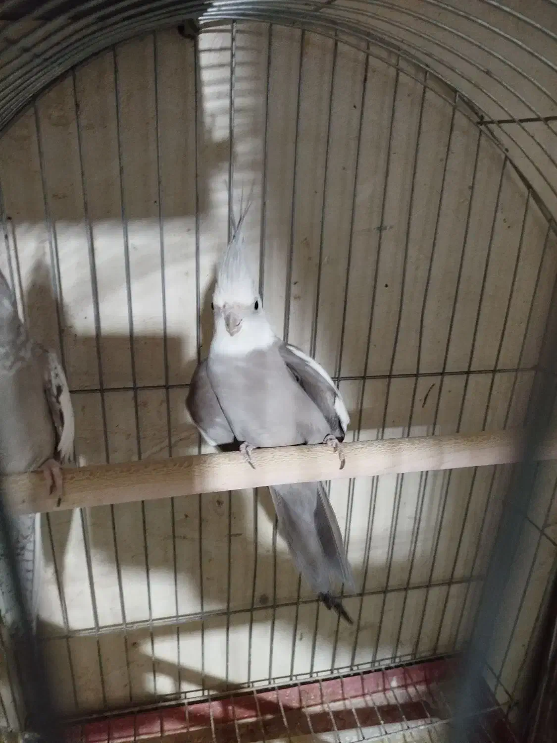 سلام عرض ادب خدمت دوستان ی عروس هلندی نر|پرنده|نجف‌آباد, شیخ بهایی جنوبی|دیوار