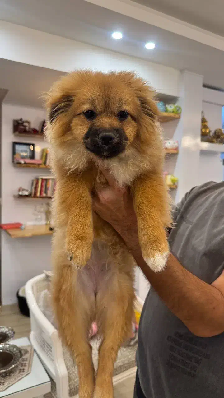 سگ پامر|سگ|طرقبه, |دیوار